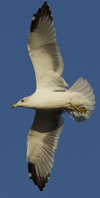 Larus armenicus